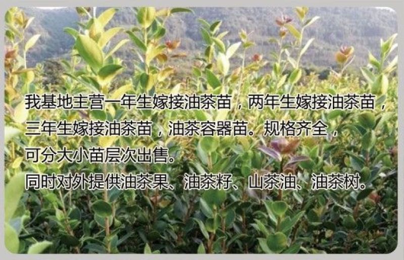 江西高产白花嫁接油茶苗20-80【有好货样品】优质良种油茶苗