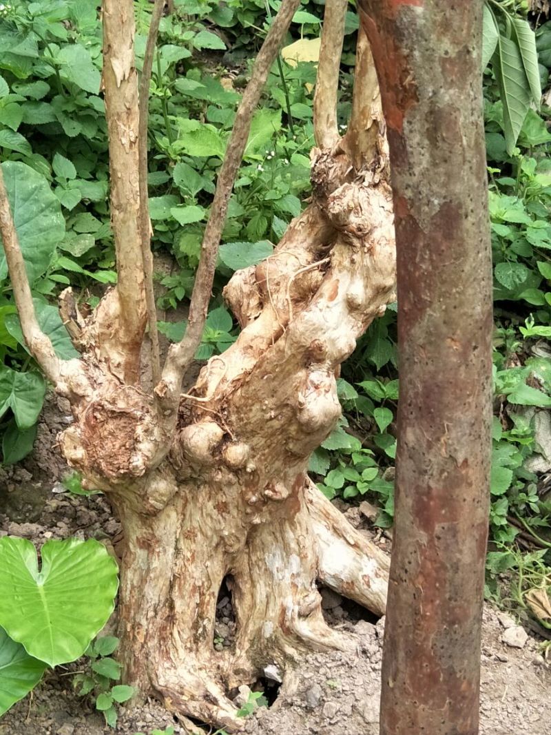 长期供应紫薇桩。