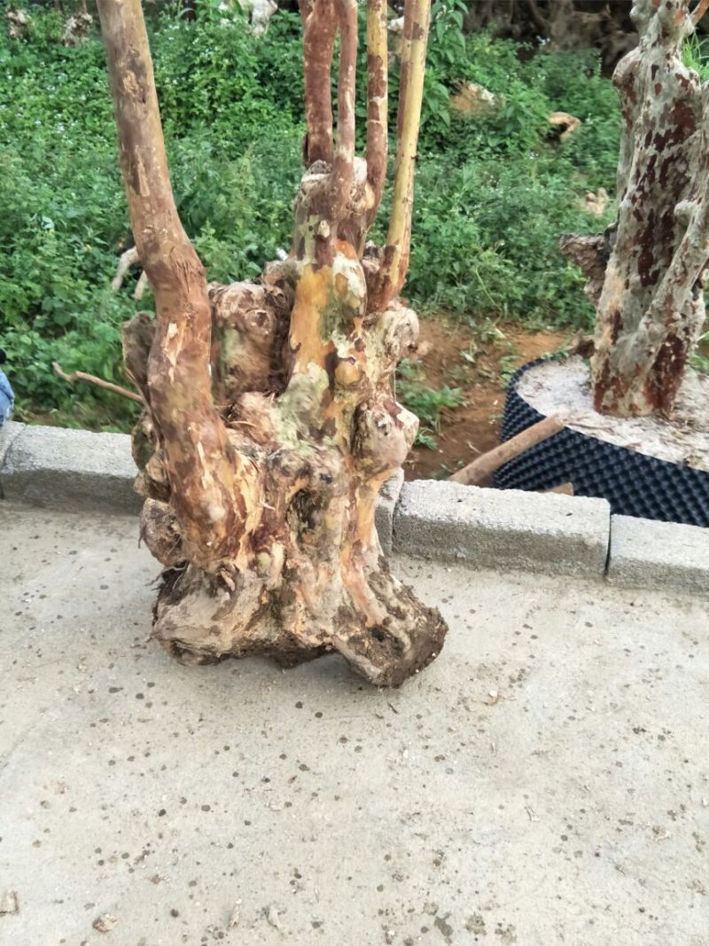 长期供应紫薇桩。