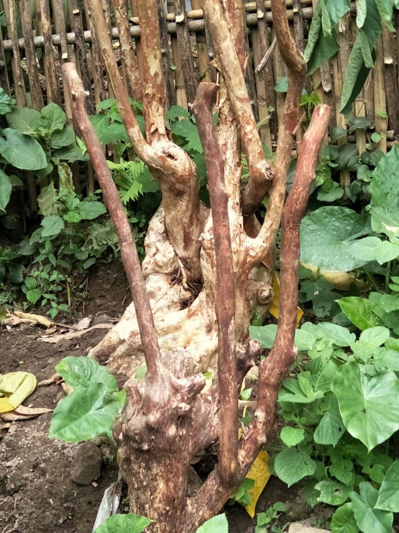 长期供应紫薇桩。