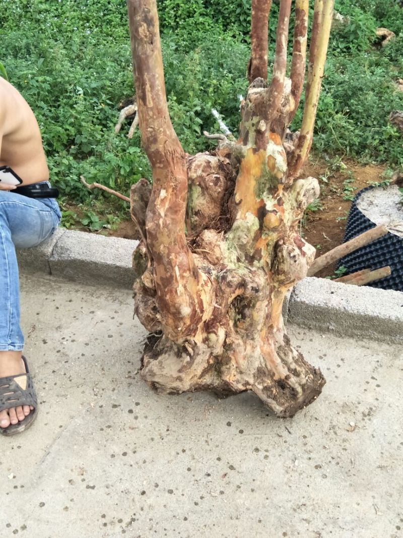 长期供应紫薇桩。