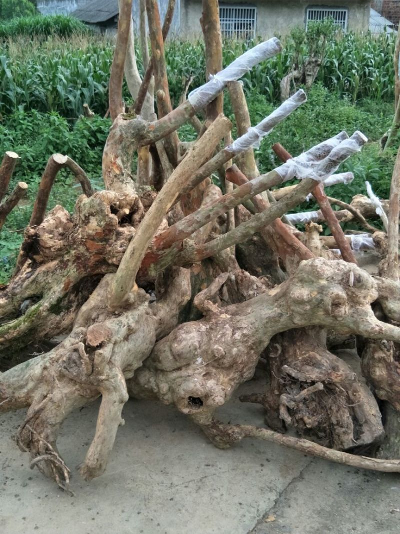 长期供应紫薇桩。