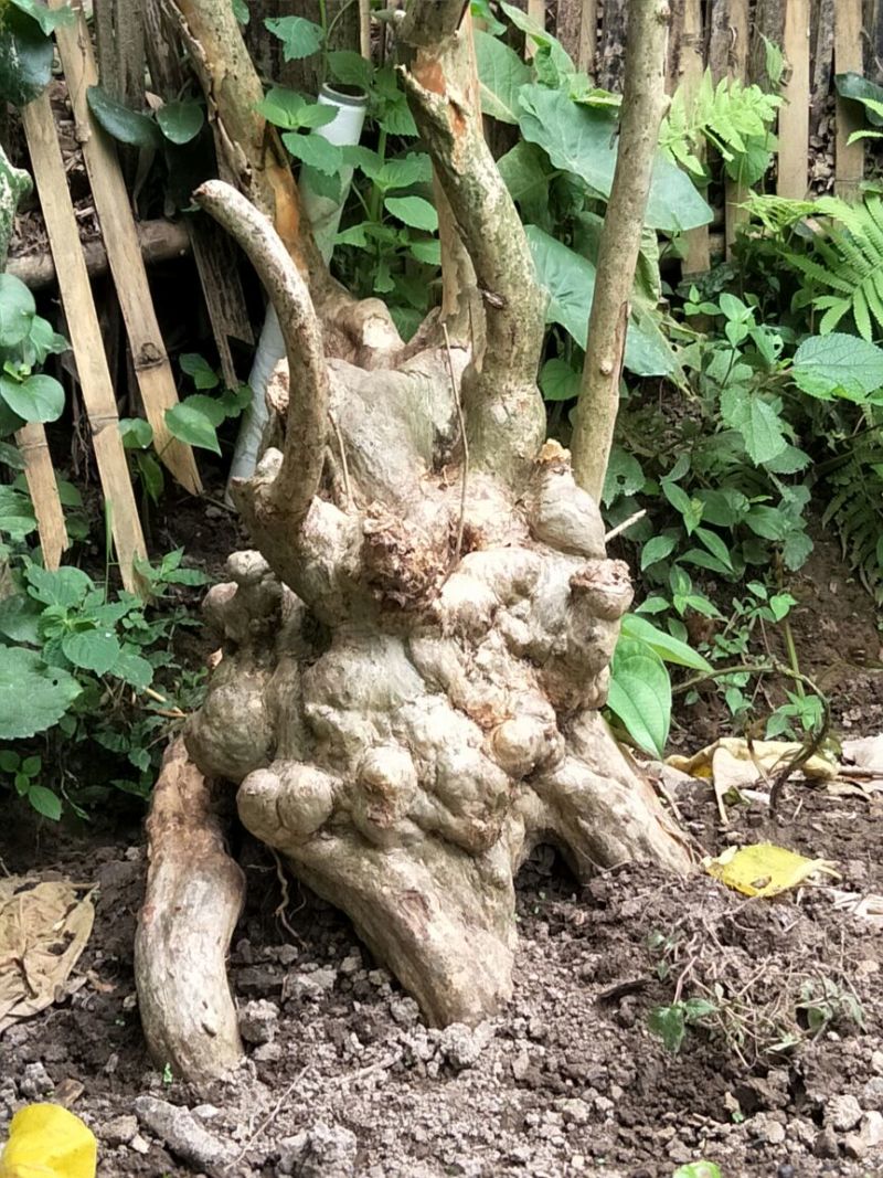 长期供应紫薇桩。