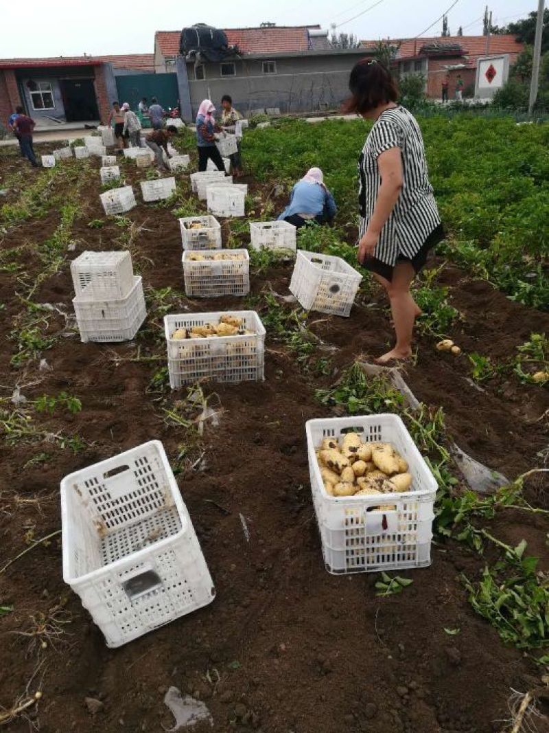 荷兰15土豆大量有货个头足山东精品现挖现发一手货源