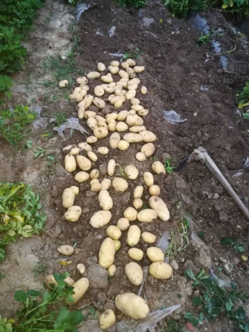 荷兰15土豆大量有货个头足山东精品现挖现发一手货源
