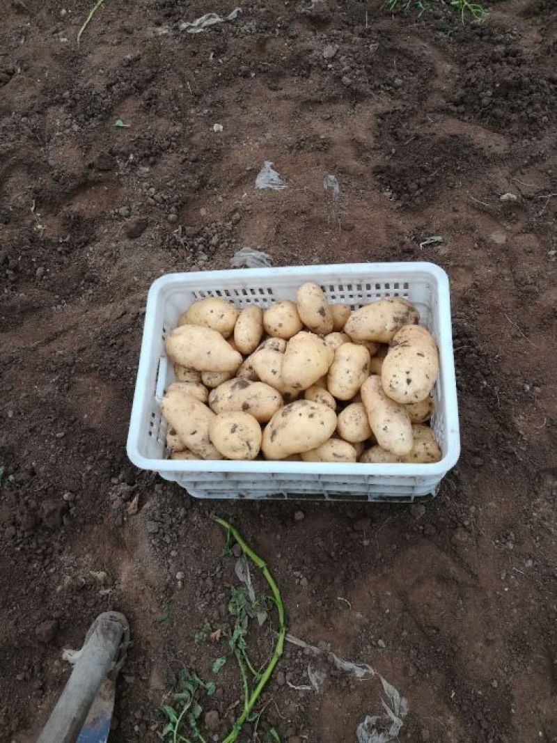 荷兰15土豆大量有货个头足山东精品现挖现发一手货源