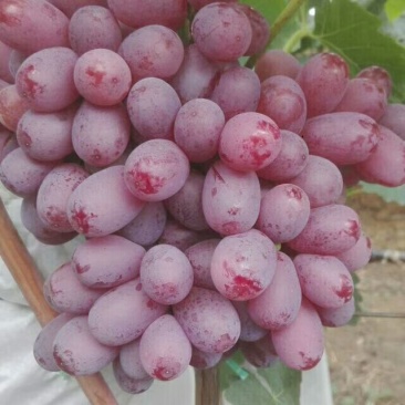 克伦生葡萄
