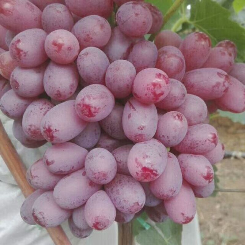 克伦生葡萄