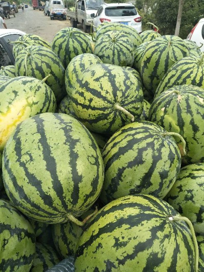 【甜王西瓜】精品甜王西瓜大量上市个头均匀皮薄肉厚现摘现发