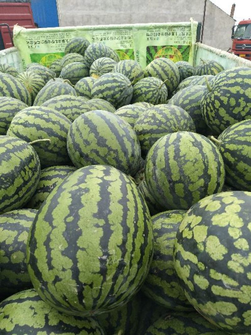 【甜王西瓜】精品甜王西瓜大量上市个头均匀皮薄肉厚现摘现发