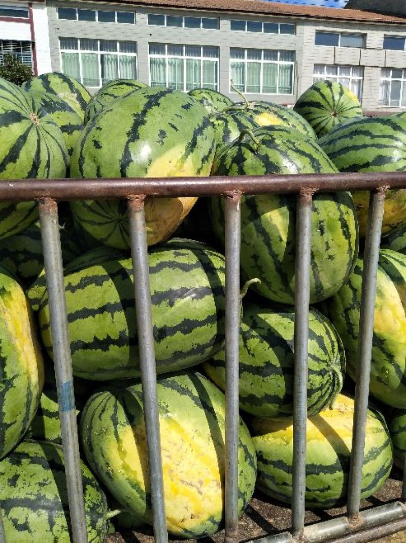 【甜王西瓜】精品甜王西瓜大量上市个头均匀皮薄肉厚现摘现发