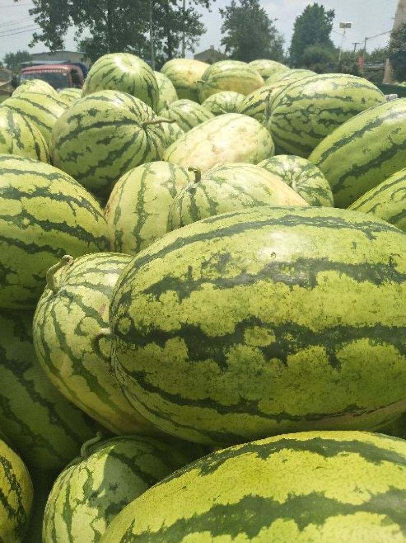 【甜王西瓜】精品甜王西瓜大量上市个头均匀皮薄肉厚现摘现发