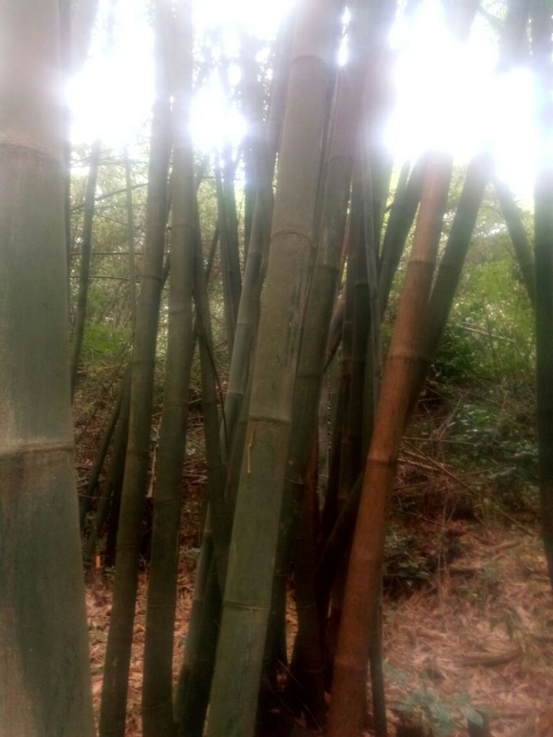 竹子