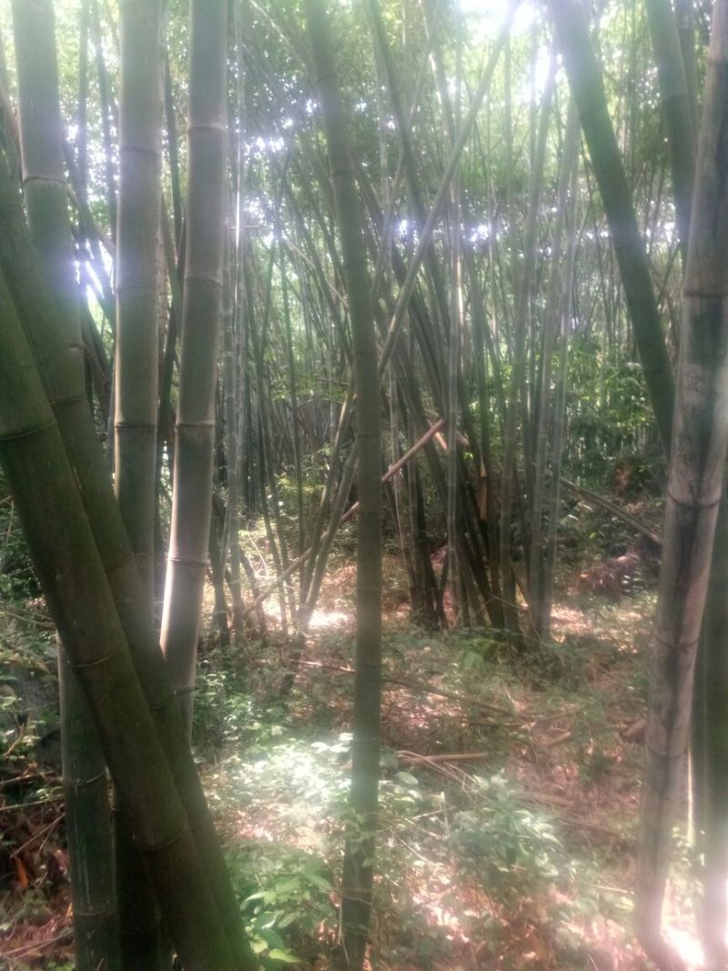 竹子