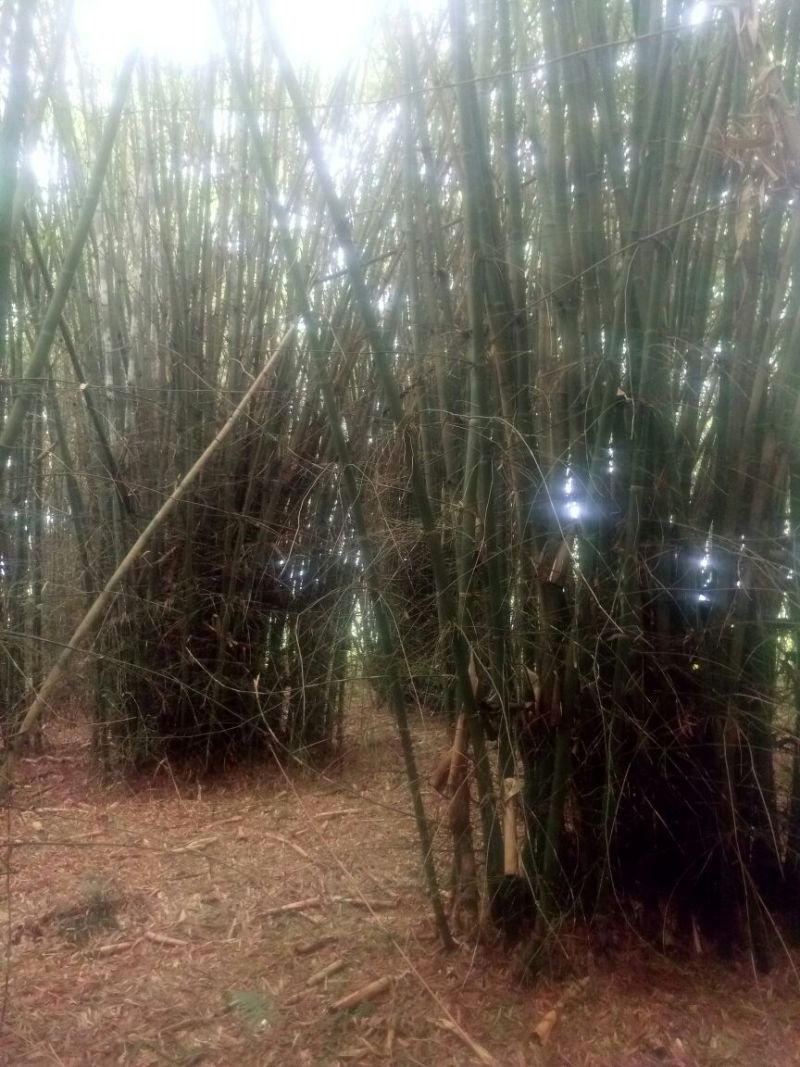 竹子