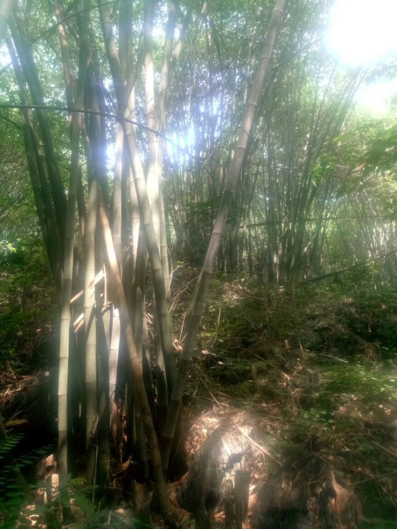 竹子