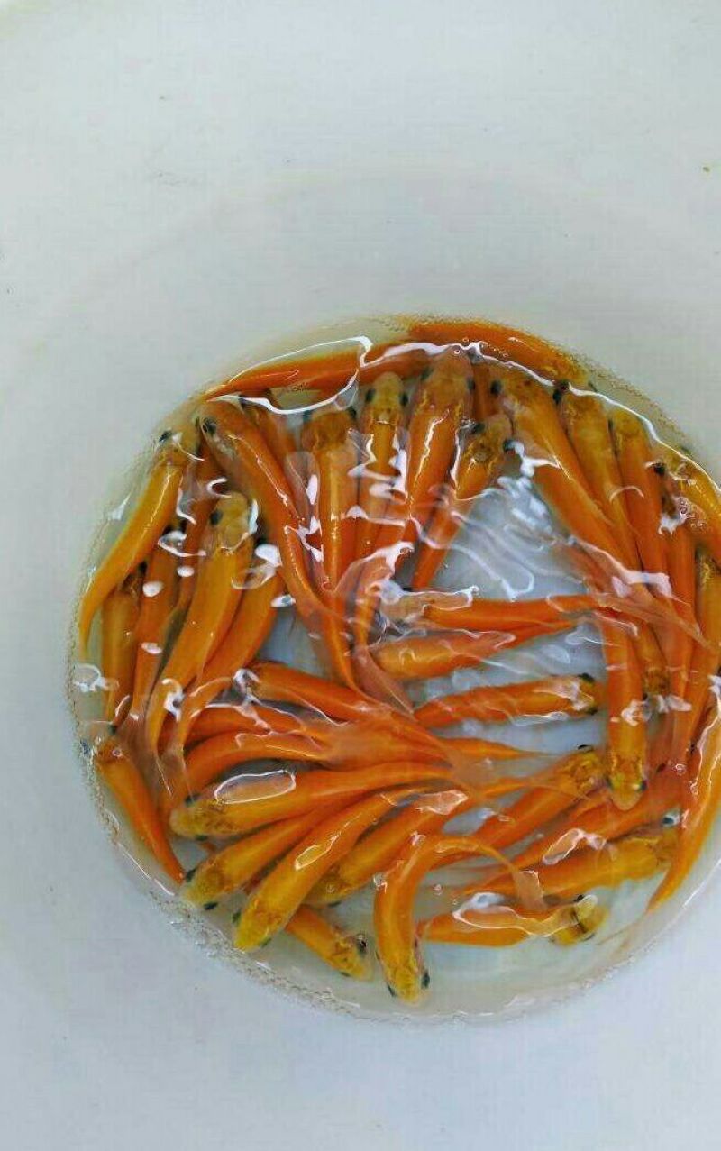金丝草鱼苗金丝鲩鱼苗抗病毒活体鱼苗大量供应