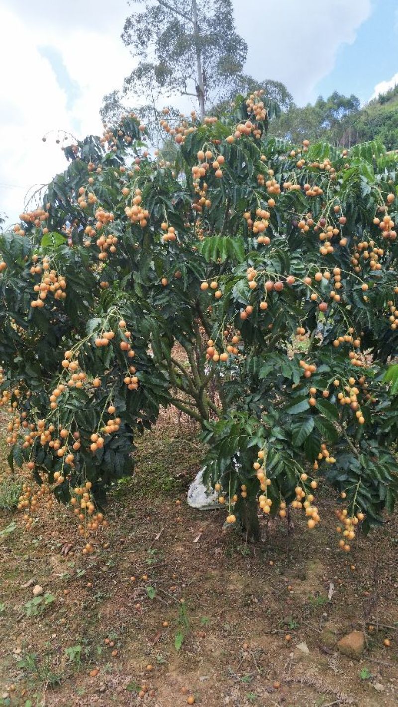 郁南无核黄皮果7月1日后大量上市了，有需要的和我联系。