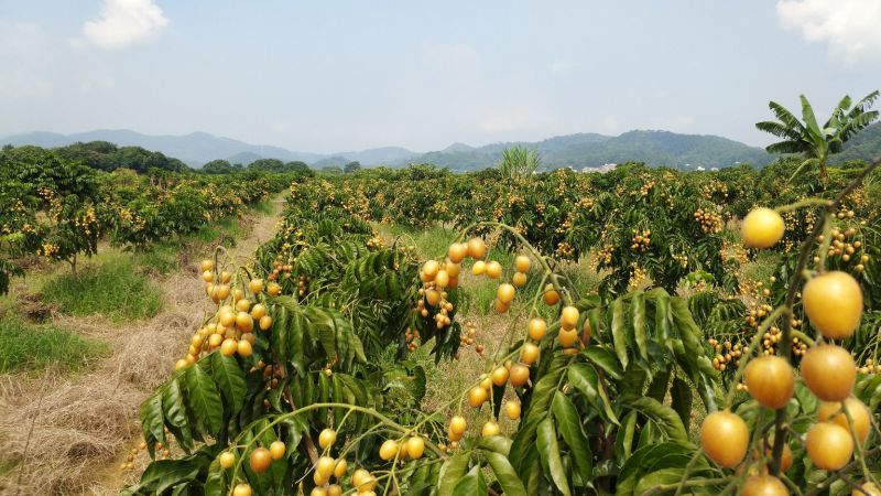 郁南无核黄皮果7月1日后大量上市了，有需要的和我联系。