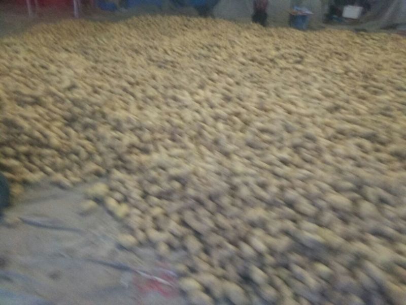 山东聊城万亩冷棚土豆大量上市中。供应量大价格便宜