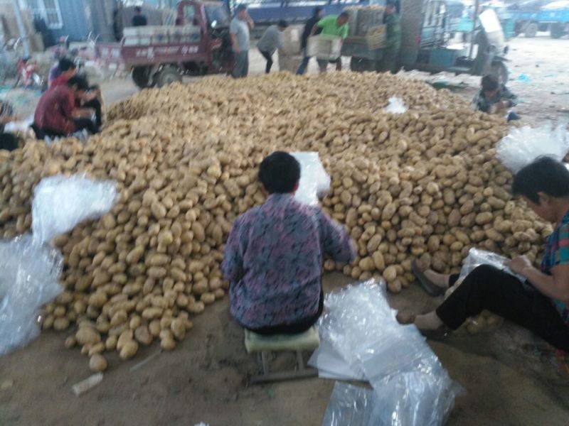 山东聊城万亩冷棚土豆大量上市中。供应量大价格便宜