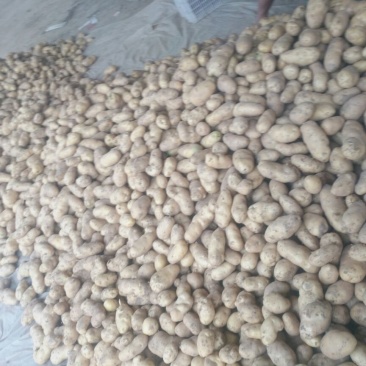 山东聊城万亩冷棚土豆大量上市中。供应量大价格便宜