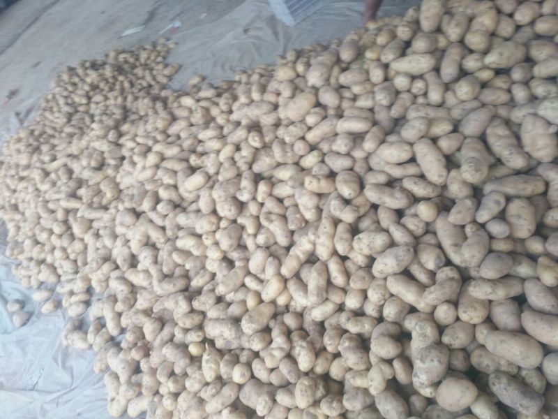 山东聊城万亩冷棚土豆大量上市中。供应量大价格便宜