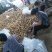 山东聊城万亩冷棚土豆大量上市中。供应量大价格便宜