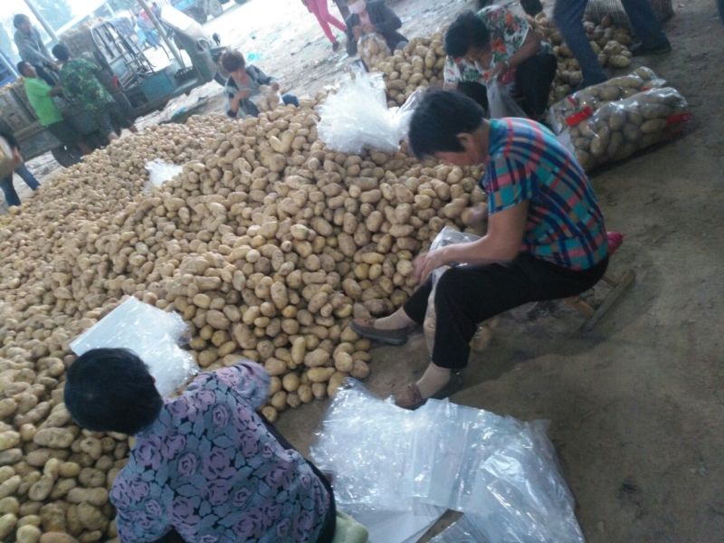 山东聊城万亩冷棚土豆大量上市中。供应量大价格便宜