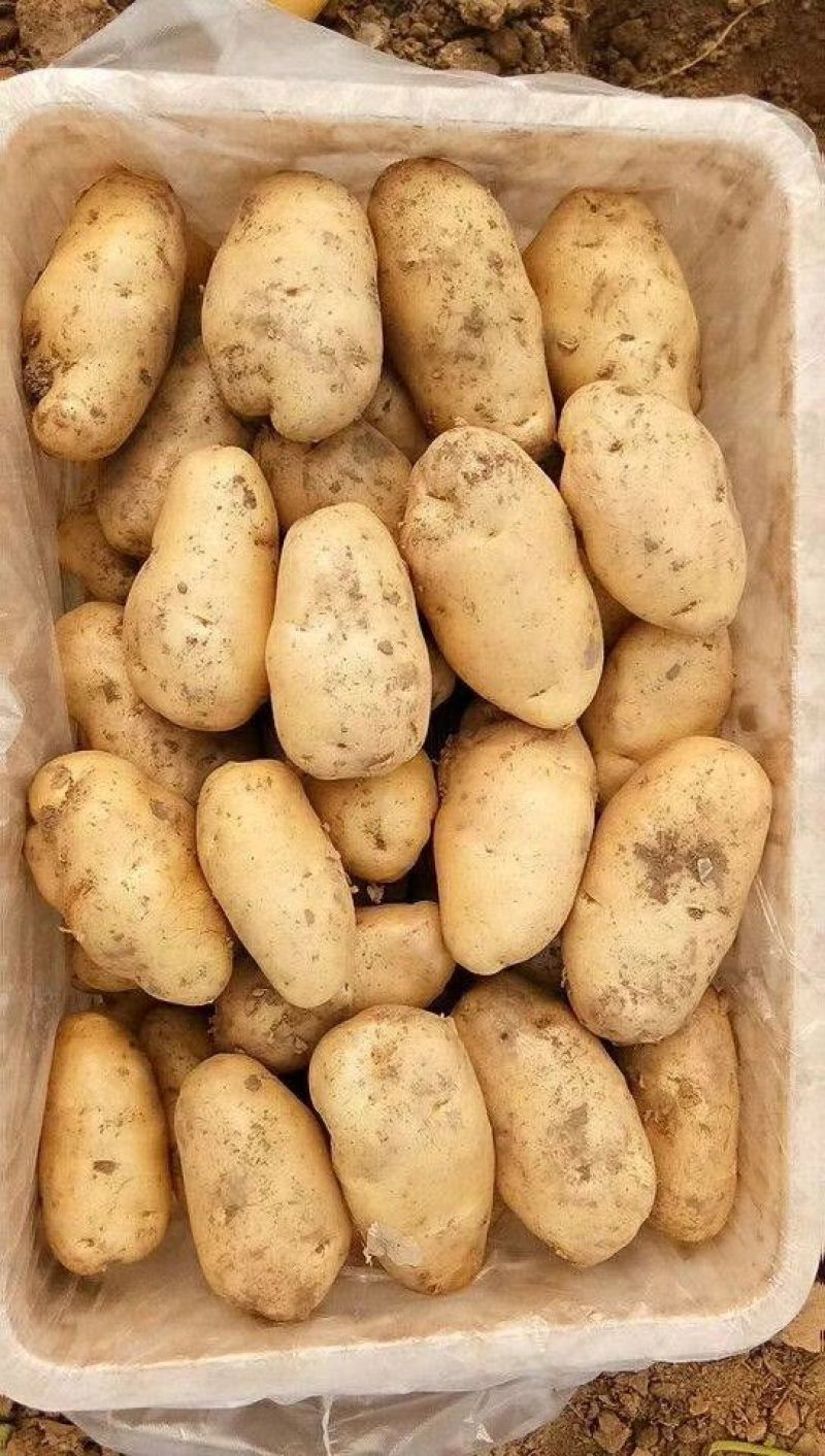 河北定州蔬菜基地土豆大量上市