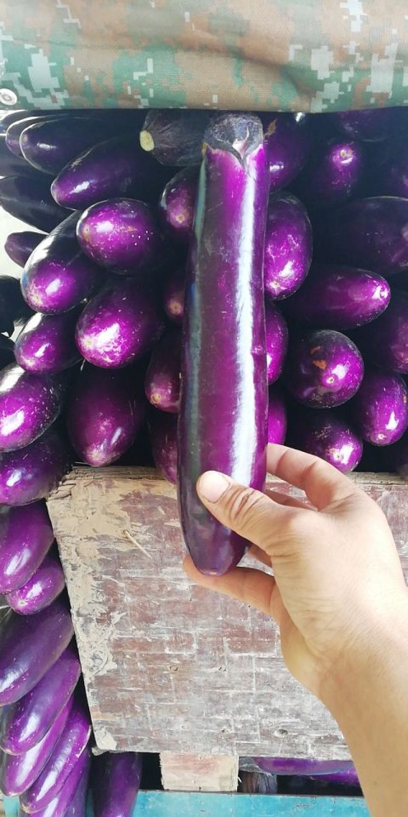 精品基地紫长茄大量供应，大量上市，代发全国