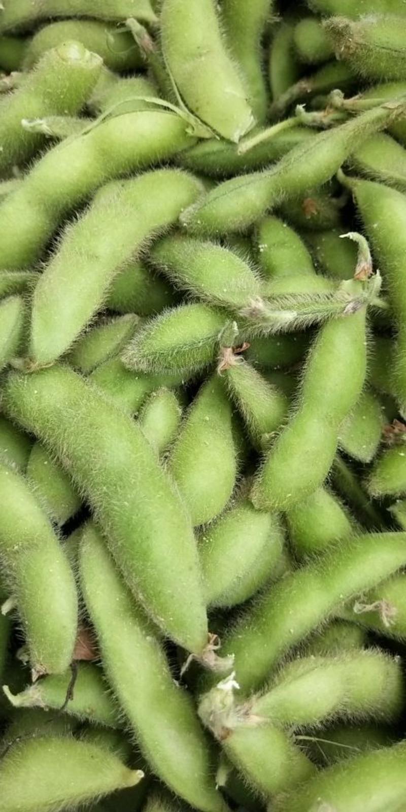 邳州绿宝石毛豆，18-24克大量上市，颗粒饱满，品质保证！