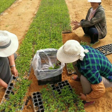 《精选》吉塞拉樱桃苗砧木、矮化樱桃苗产地直发欢迎采购