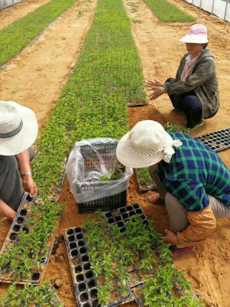《精选》吉塞拉樱桃苗砧木、矮化樱桃苗产地直发欢迎采购
