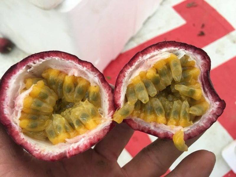紫香一号紫果60~70g