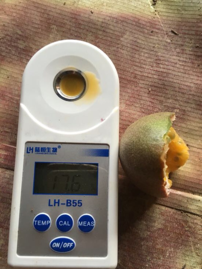 紫香一号紫果60~70g