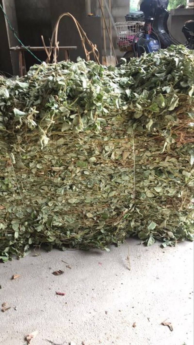 金钱草