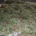 金钱草