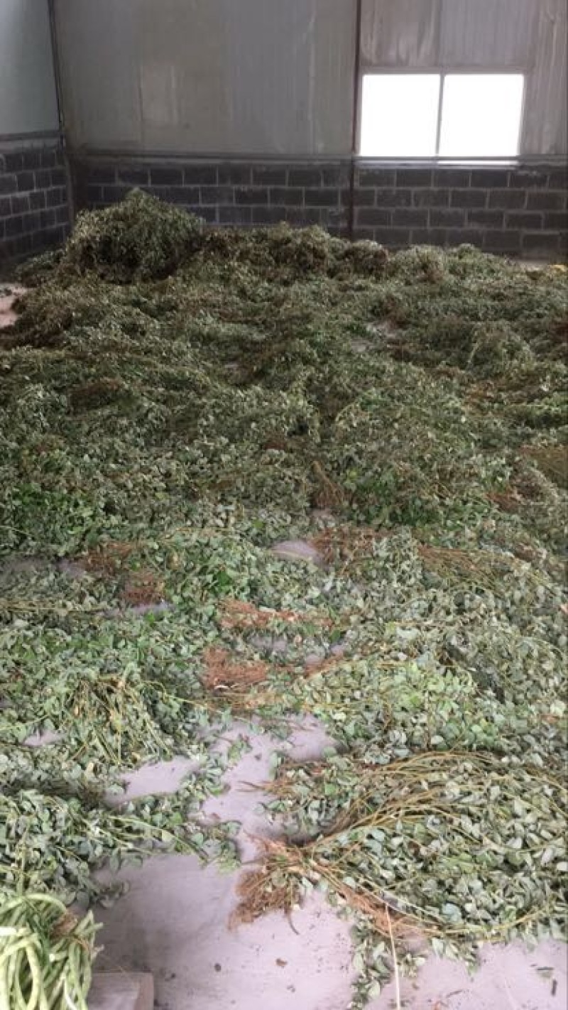 金钱草
