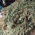 金钱草