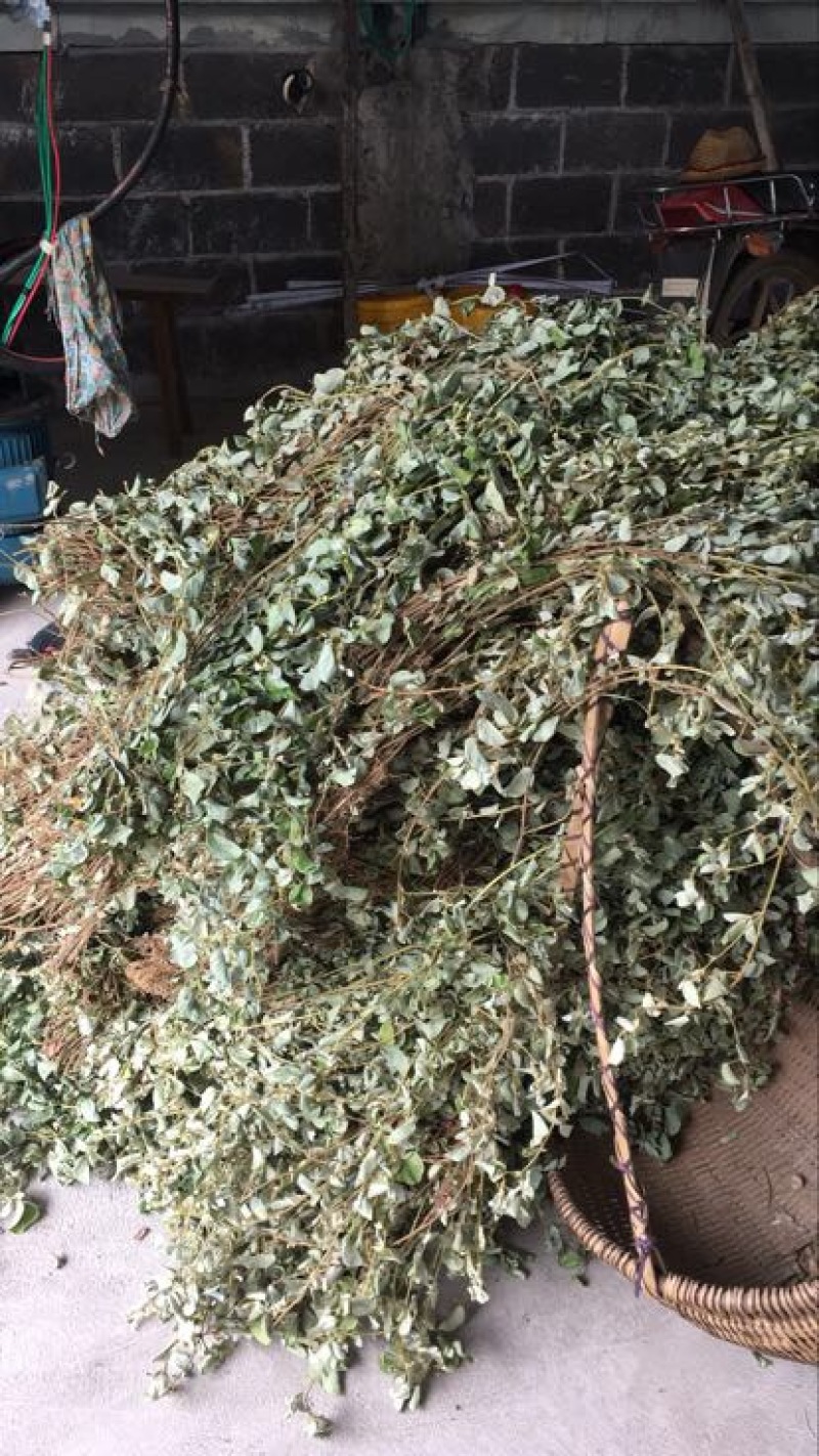 金钱草