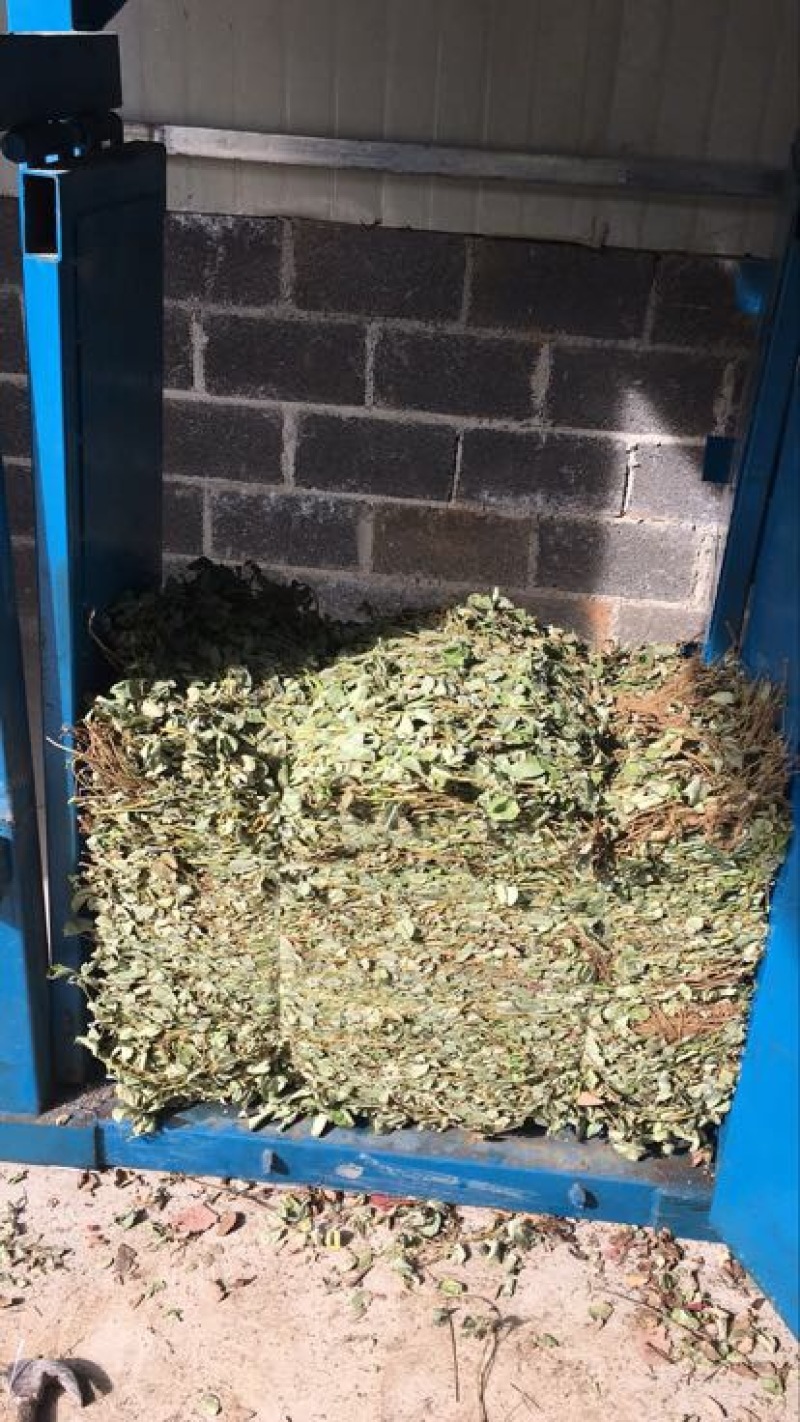 金钱草
