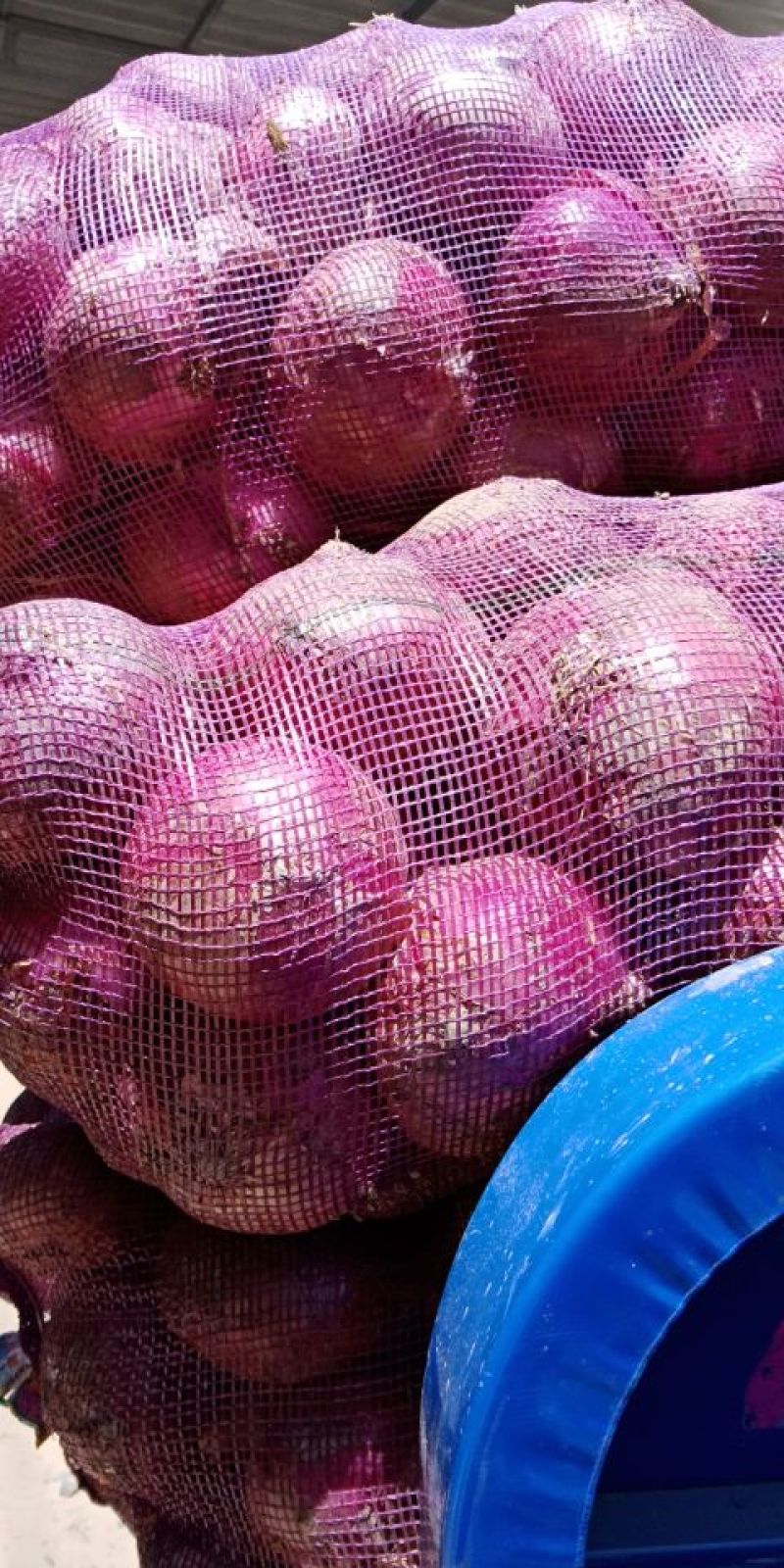 靖远红皮洋葱8厘米以上