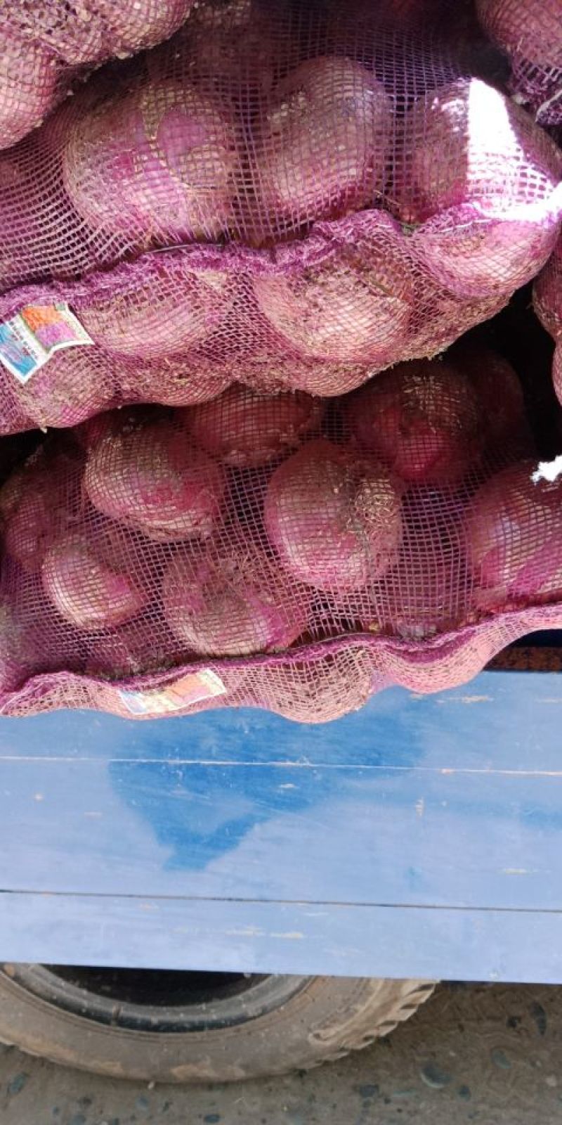 靖远红皮洋葱8厘米以上