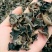 黑尊头茬春耳