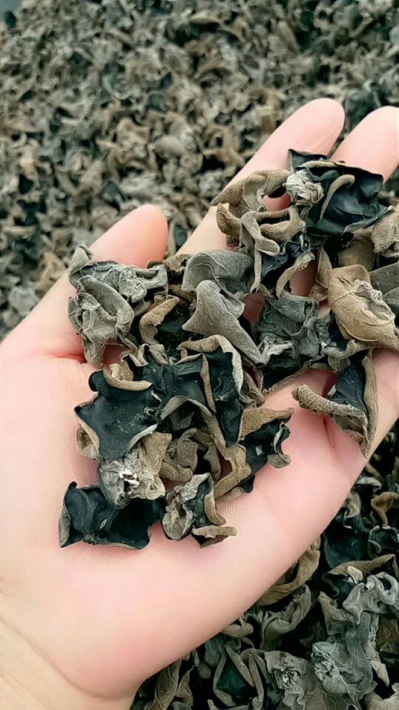 黑尊头茬春耳