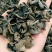 黑尊头茬春耳