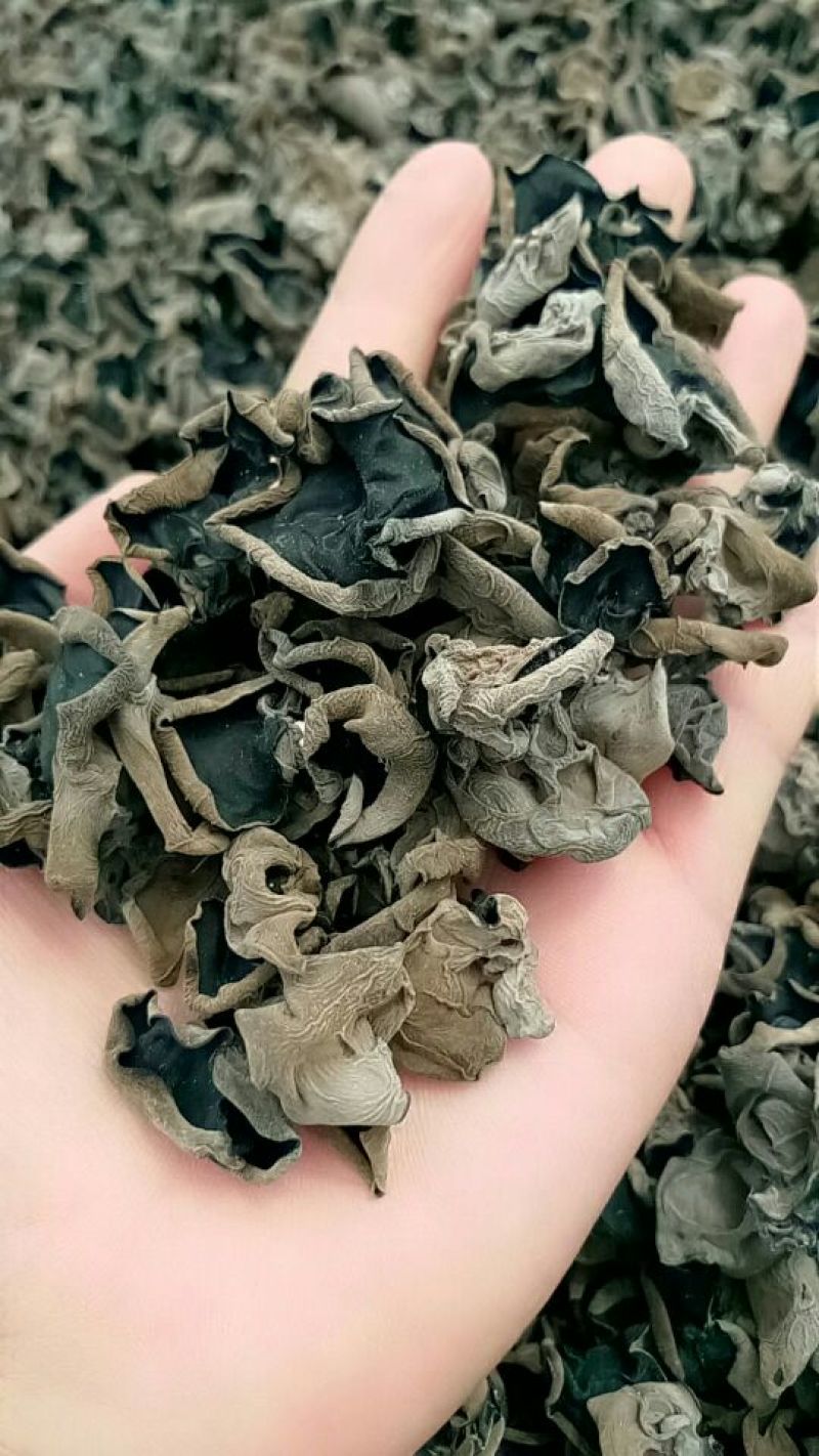 黑尊头茬春耳