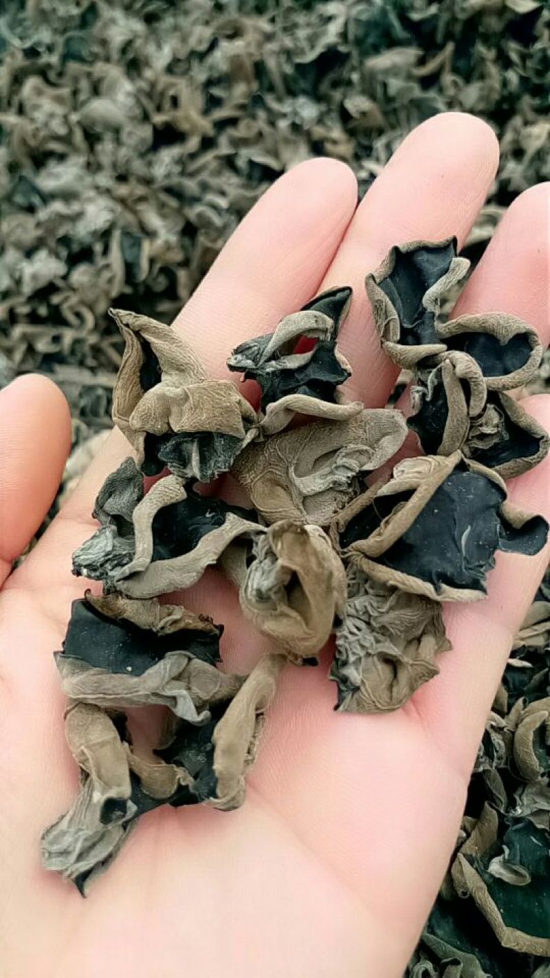 黑尊头茬春耳