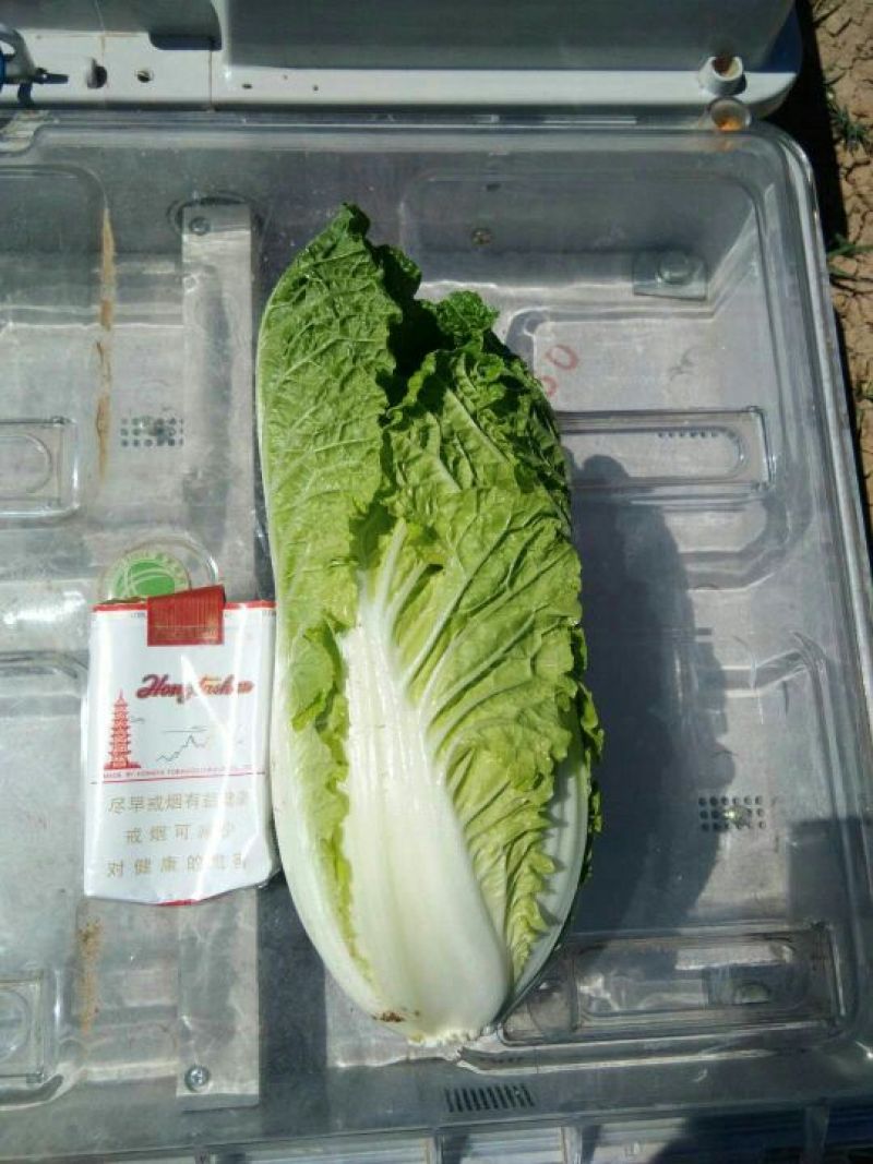 河北黄心娃娃菜